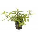 Hygrophila Polysperma