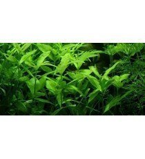 Hygrophila Polysperma