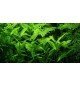 Hygrophila Polysperma