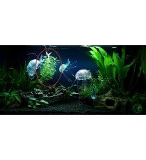Hygrophila Polysperma