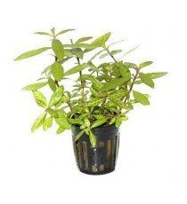 Hygrophila Polysperma 'Rosanervig'