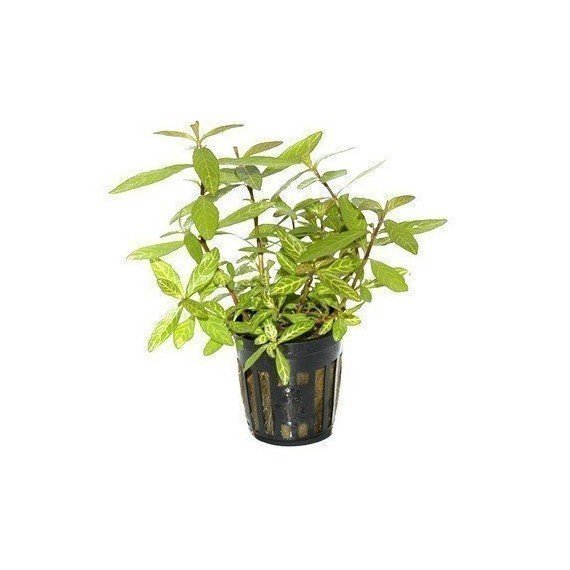 Hygrophila Polysperma 'Rosanervig'