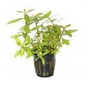 Hygrophila Polysperma 'Rosanervig'