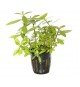 Hygrophila Polysperma 'Rosanervig'