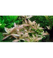Hygrophila Polysperma 'Rosanervig'