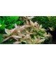 Hygrophila Polysperma 'Rosanervig'