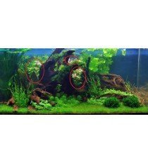 Hygrophila Polysperma 'Rosanervig'