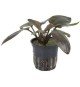Lagenandra Meeboldii 'Red'