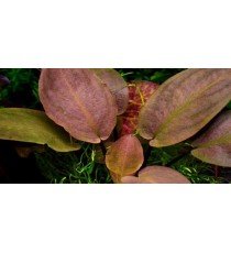 Lagenandra Meeboldii 'Red'