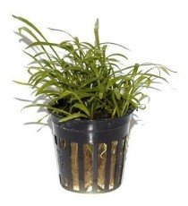 Lilaeopsis Brasiliensis