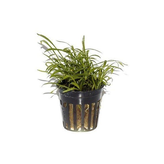 Lilaeopsis Brasiliensis