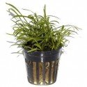 Lilaeopsis Brasiliensis
