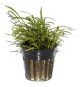 Lilaeopsis Brasiliensis