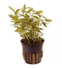 Limnophila Hippuridoides