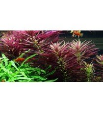 Limnophila Hippuridoides