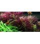 Limnophila Hippuridoides