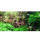Limnophila Hippuridoides