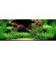 Limnophila Hippuridoides