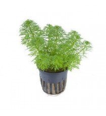 Limnophila Sessiliflora