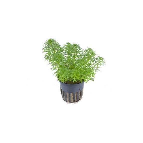 Limnophila Sessiliflora