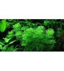 Limnophila Sessiliflora