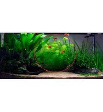 Limnophila Sessiliflora
