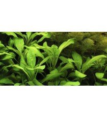 Lobelia Cardinalis
