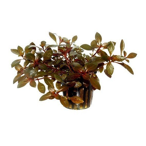 Ludwigia Repens 'Rubin'