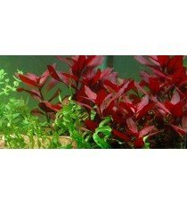 Ludwigia Repens 'Rubin'