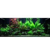 Ludwigia Repens 'Rubin'