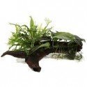 Microsorum & Anubias 'Duet'