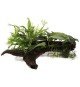 Microsorum & Anubias 'Duet'
