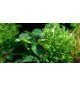 Microsorum & Anubias 'Duet'