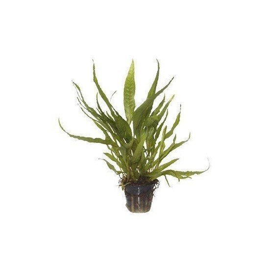 Microsorum Pteropus