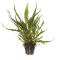 Microsorum Pteropus