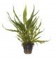 Microsorum Pteropus