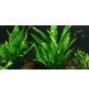 Microsorum Pteropus
