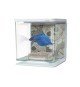 Kit Betta 2 Litros marina - Diseño Calavera
