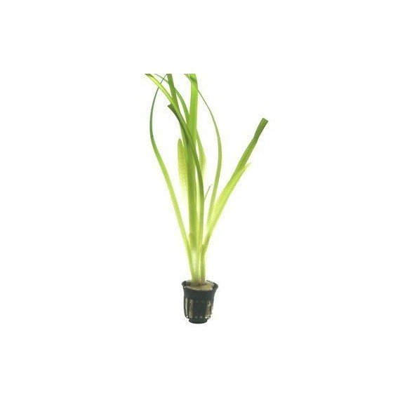 Vallisneria Americana 'Gigantea'