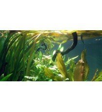 Vallisneria Americana 'Gigantea'