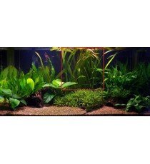 Vallisneria Americana 'Gigantea'