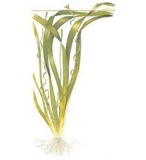 Vallisneria Americana 'Gigantea'