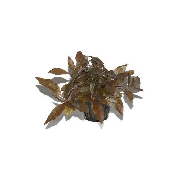 Alternanthera Reineckii 'Pink'