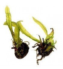 Aponogeton Boivinianus