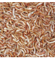 TROPICAL Gammarus