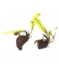 Aponogeton Longiplumulosus