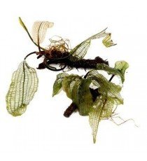 Aponogeton Madagascariensis