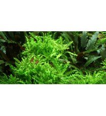 Pogostemon Helferi