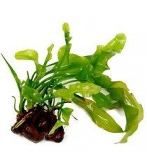Aponogeton Ulvaceus