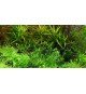 Gratiola viscidula IN VITRO